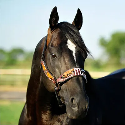 Riata Buckle Details