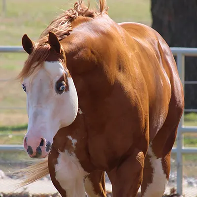 World Conformation Horse Association Big Money Futurity Details