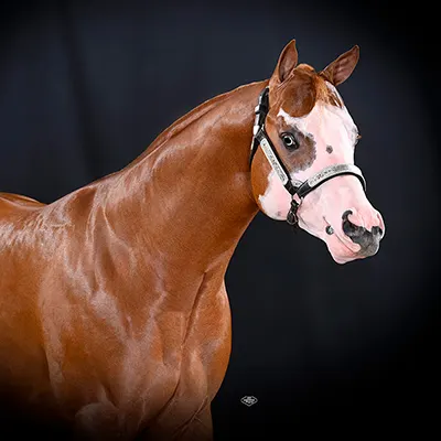 World Conformation Horse Association Big Money Futurity Details