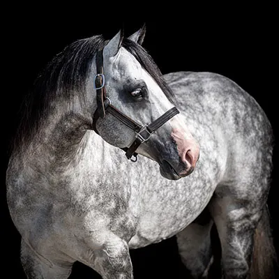 Legends of the South Stallion Incentive Program Details