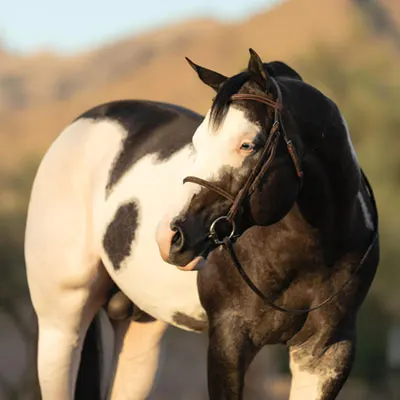 NSBA Breeders' Championship Futurity Details