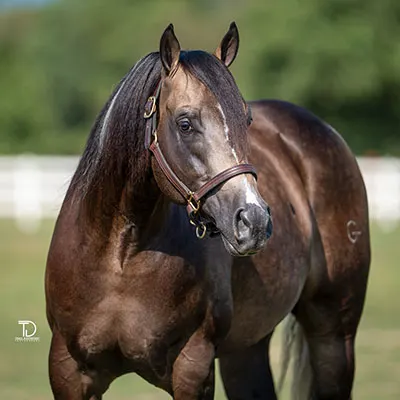 The Midnight Special