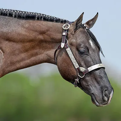 NSBA Breeders' Championship Futurity Details