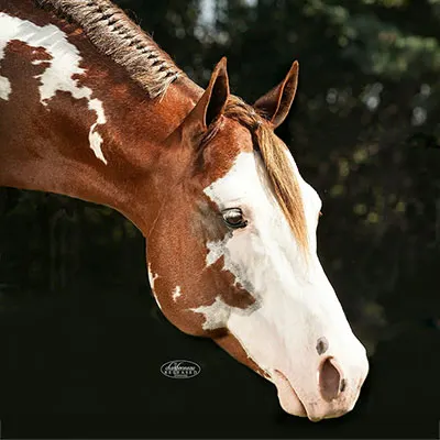 Premier Sires Details