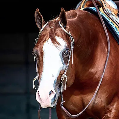 Premier Sires Details