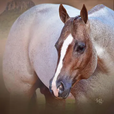 Premier Sires Details