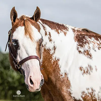 NSBA Breeders' Championship Futurity Details
