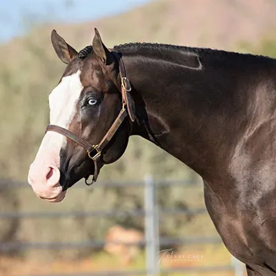 Cash for Color Stallion Program Details