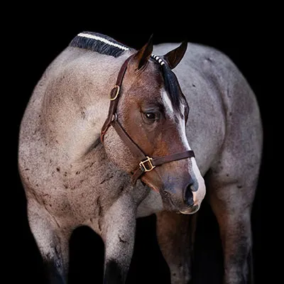 NSBA Breeders' Championship Futurity Details