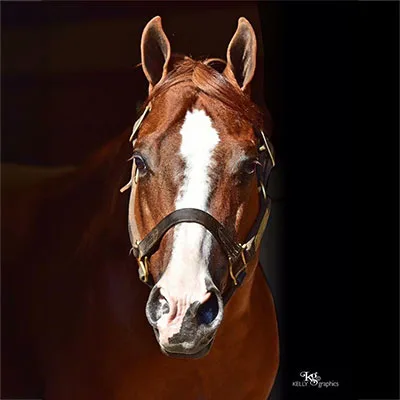 Premier Sires Details