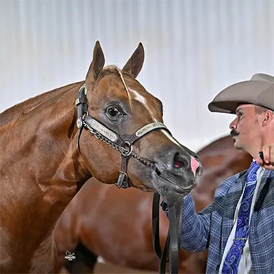 World Conformation Horse Association Big Money Futurity Details