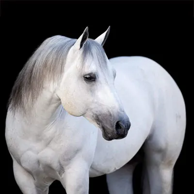 National Reined Cow Horse Association Details