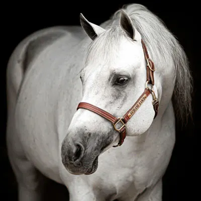 Premier Sires Details