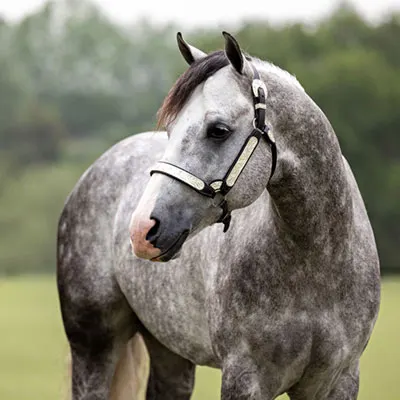 Premier Sires Details