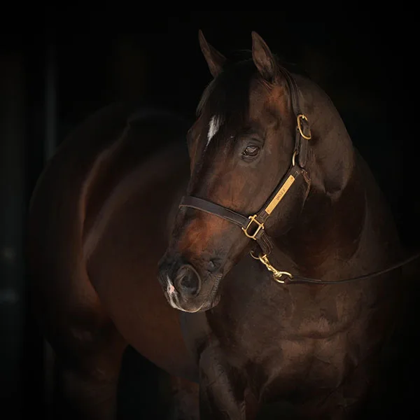 Minnesota Quarter Horse Racing Association Details