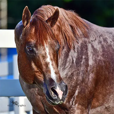 Premier Sires Details