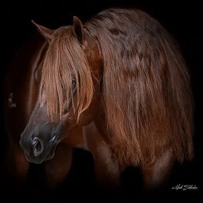 All Star Reining Stakes Details All Star Reining Stakes Details