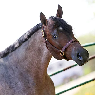 ARHA Roan to Riches Details ARHA Roan to Riches Details