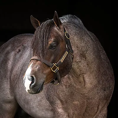 Nederlandse Quarter Horse Associatie Details