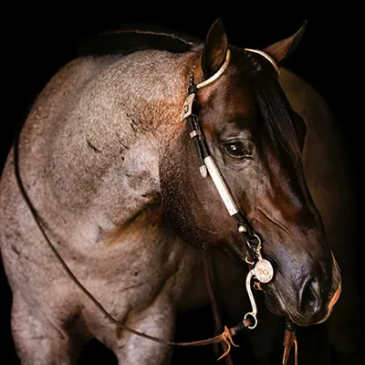 Nederlandse Quarter Horse Associatie Details