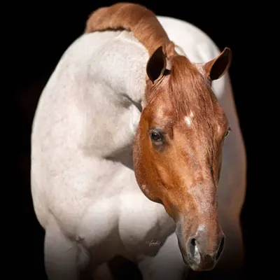 NSBA Breeders' Championship Futurity Details