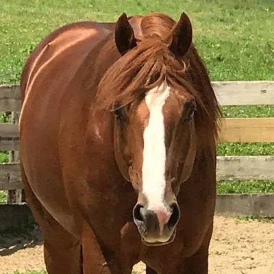 NSBA Breeders' Championship Futurity Details