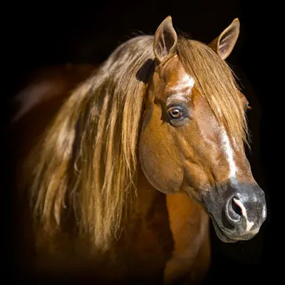 NRHA Sire & Dam Details