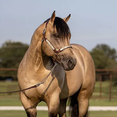Riata Buckle Details