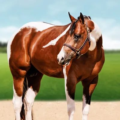 ARHA Roan to Riches Details ARHA Roan to Riches Details