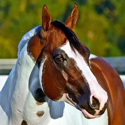 NSBA Breeders' Championship Futurity Details