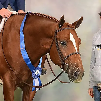 NSBA Stallion Incentive Fund Details