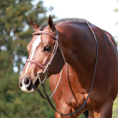 ARHA Roan to Riches Details ARHA Roan to Riches Details