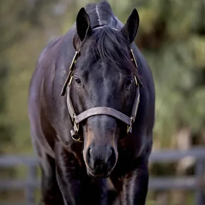 NSBA Breeders' Championship Futurity Details