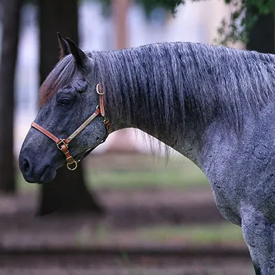 National Reined Cow Horse Association Details