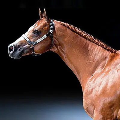 World Conformation Horse Association Big Money Futurity Details