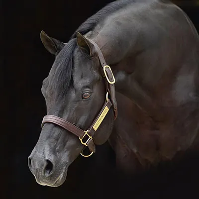 NSBA Breeders' Championship Futurity Details