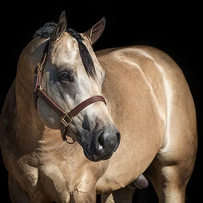 NSBA Breeders' Championship Futurity Details