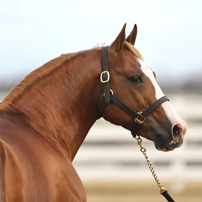 Riata Stallion Incentive Details