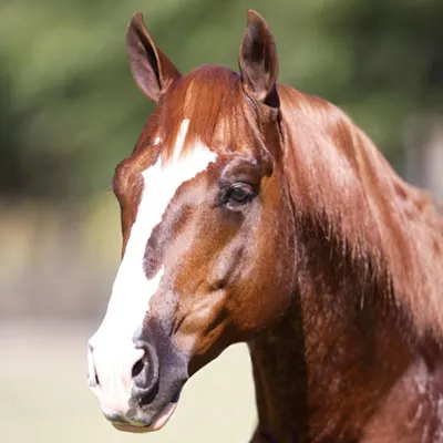 National Reined Cow Horse Association Details