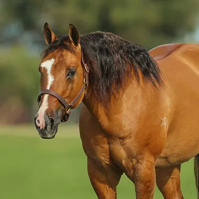 Riata Buckle Details