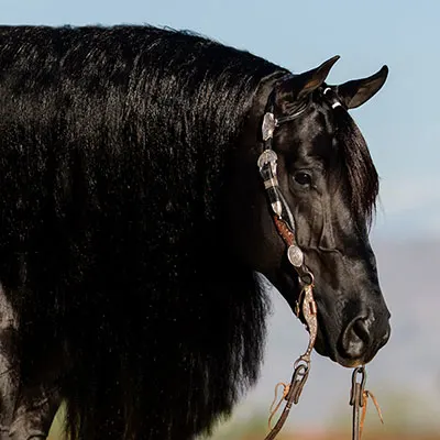 NRHA Sire & Dam Details