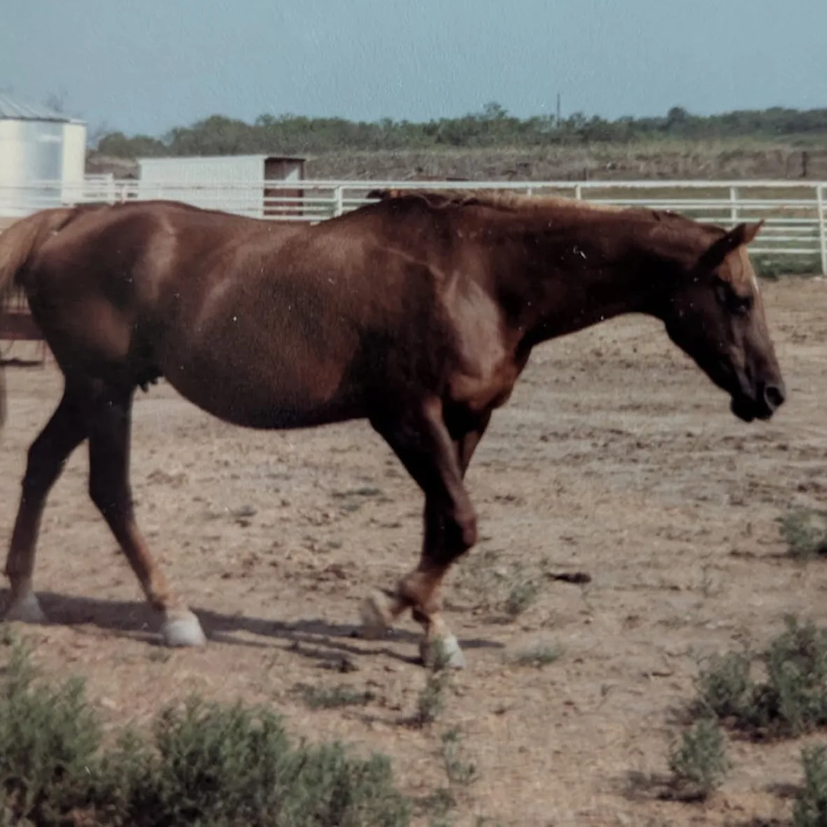Mare of the Month: Dollie Pine — A Legacy that Shaped the Modern Show Horse