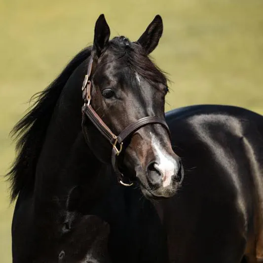 Nederlandse Quarter Horse Associatie Details