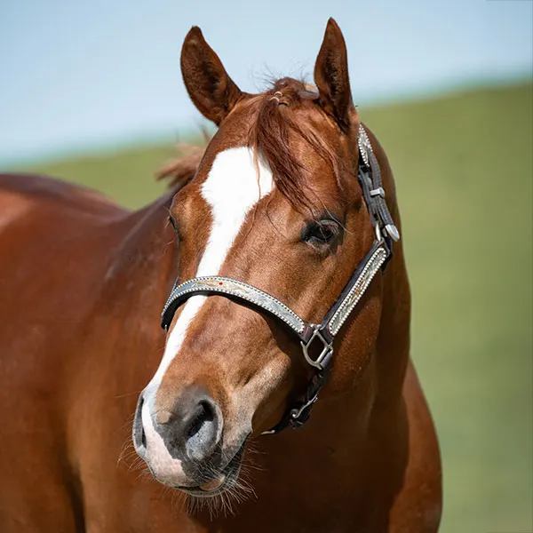 Nederlandse Quarter Horse Associatie Details