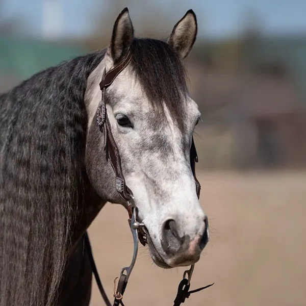 Nederlandse Quarter Horse Associatie Details