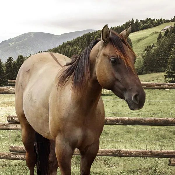 Nederlandse Quarter Horse Associatie Details