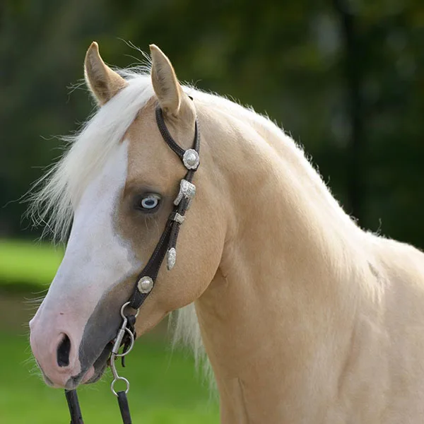 Nederlandse Quarter Horse Associatie Details