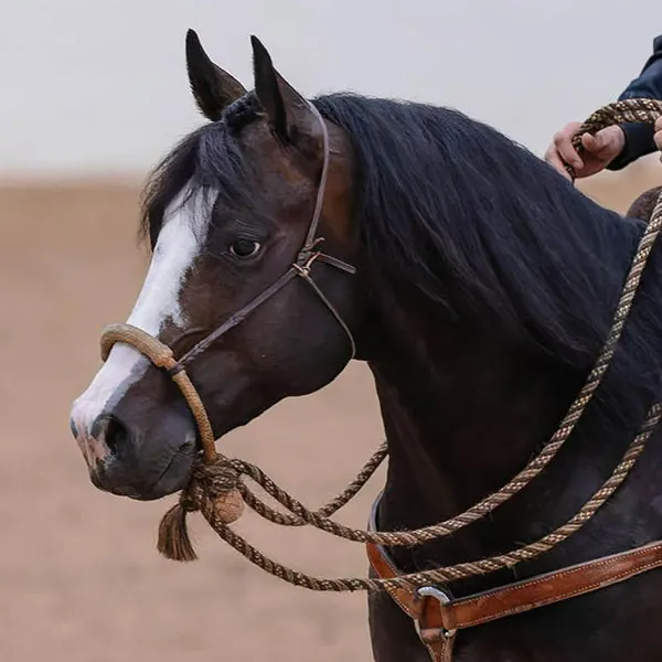 Riata Stallion Incentive Details