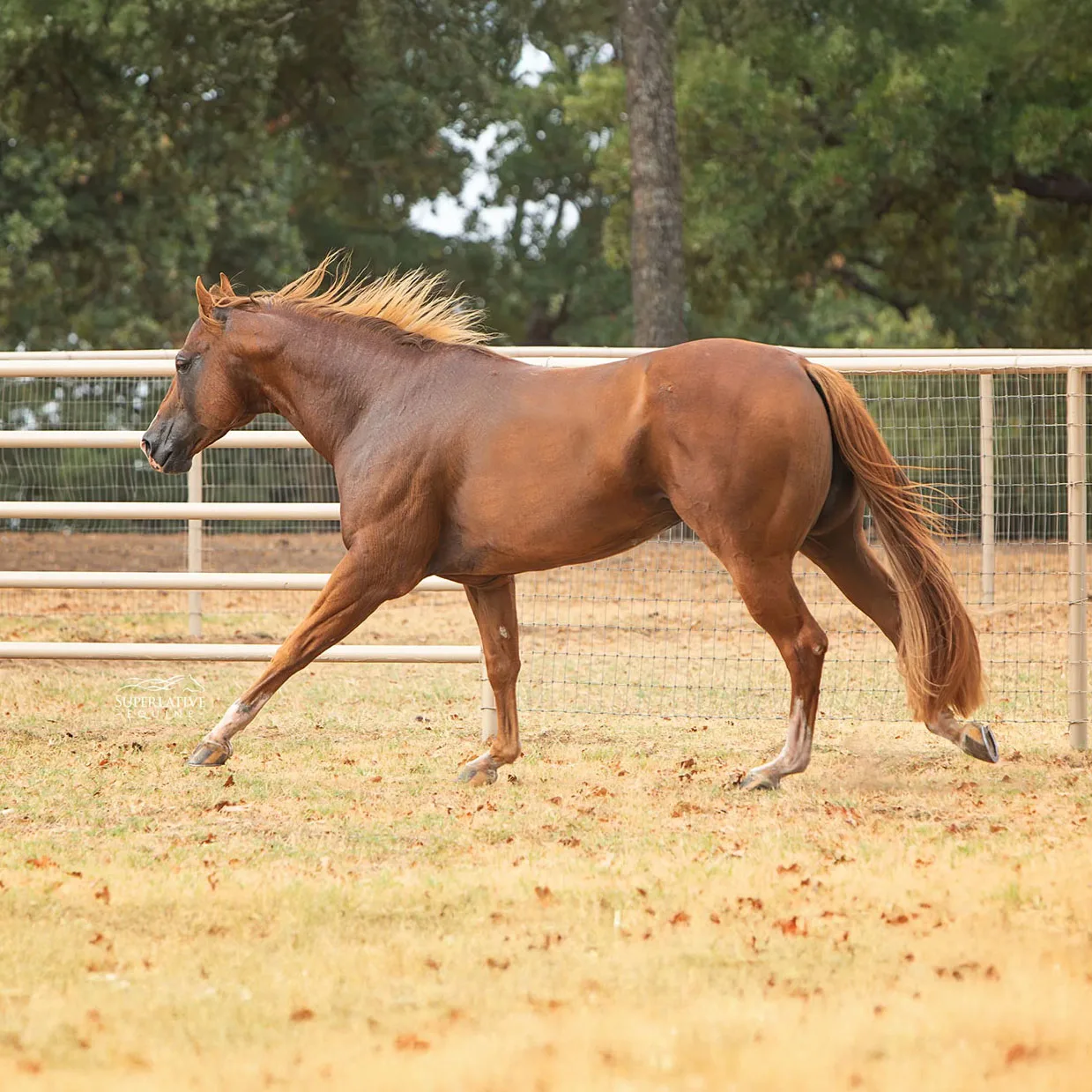 Hay Goodlookn Dominates: 2025 Super Sires Stallion of the Year