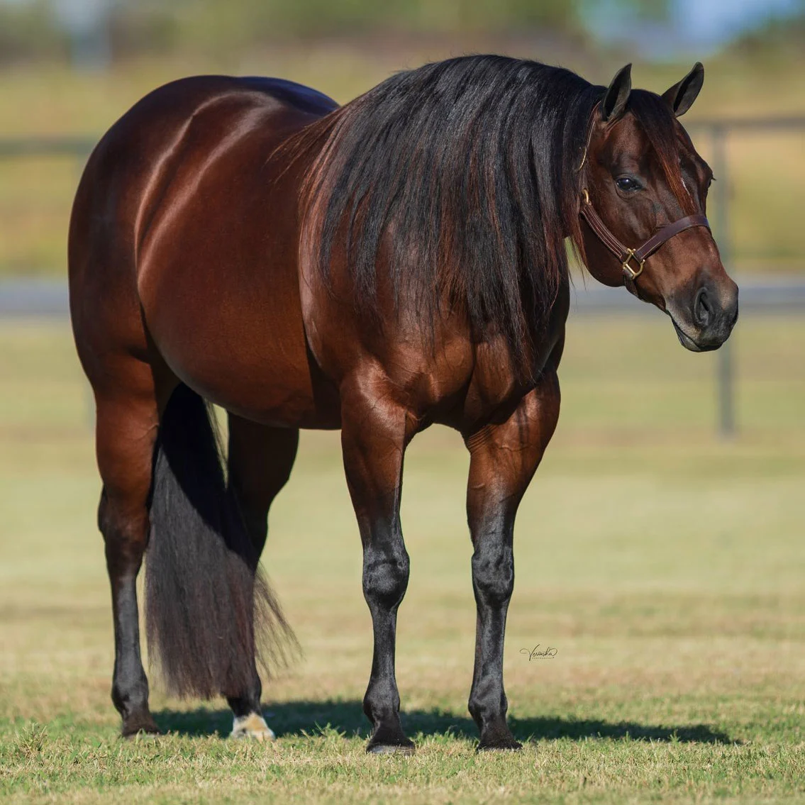 Recap of the 2025 Premier Breeders Sale by ProFit Equine